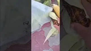 የበቆሎ እሸት እንብላ  ቅመሞች🌾🌾🌾🌾🌾🌷🌷❤❤❤