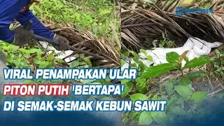 Viral Penampakan Ular Piton Putih 'Bertapa' di Semak semak Kebun Sawit