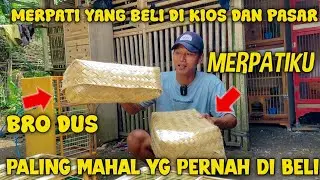 UNBSEK‼️MERPATI PALING MAHAL YANG PERNAH DI BELI BRO DUS 