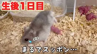 無限ループ！散乱する赤ちゃんハムスターにママ奮闘するも…【生後1日目】
