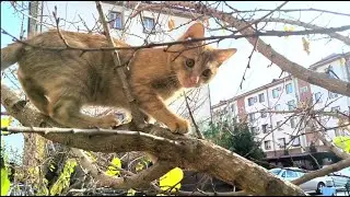 My foster kittens play and Inessa | I feed homeless animals #adoptedkittens