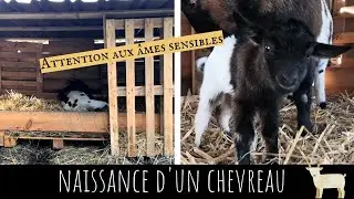 Mise bas d'une chèvre + premiers moments