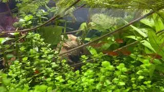 Funkensalmler - Hyphessobrycon amandae
