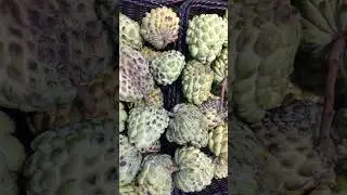 Sweet Custard Apple #shorts #short #fruit it