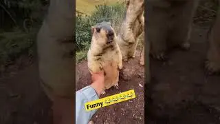 funny rabbit 😂#rabbit #funny #viral #viralvideo #trend #rabbits #laugh #laughing #funnymoments