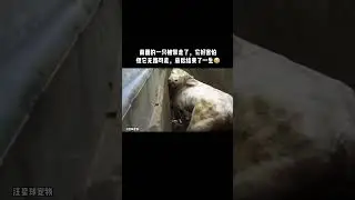 屠宰场的猪看到同伴一个个被杀害，很害怕，但无路可退。人类在大块吃肉时有没有想过这些动物的痛苦?