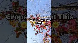 Spring Vegetable Gardening Ideas 👩🏽&zwj;🌾