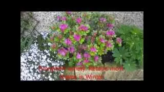 Azalea Bush in full bloom, Care and Help.