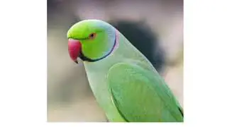 The Orbis School - Environmental Science - Jr KG - Birds