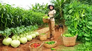 Harvest: Kohlrabi, Winged Beans, Chili Peppers, Peanuts To Sell At The Market, Cook  With Them
