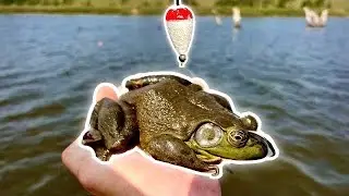 LIVE BULLFROGS As Live Bait For BIG CATFISH (It worked really well)!