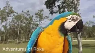 Parrot chased by a crow