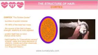 Structure of Hair   Part 1 The Basics