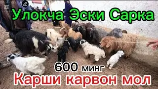 Эчки Сарка Улокча 18,01,2026 Карши карвон мол 🐄 бозори . Qarshi karvon mol bozori echki Sarka