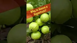 🌿 Guava Facts 🕘 Why Guavas Are So Healthy⁉️ #facts #shorts #guava