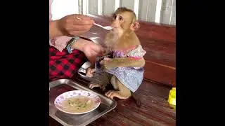 Adorable Monkey LUNA Enjoy To Eat porridge For Lunch