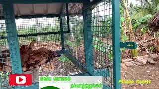 Koli koondu READY - 11/4 feet -  கோழிகளுக்கான வீடு - cage for 80 hens Part 3