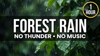1 Hour Stress Relief: Forest Rain (No Thunder) | Misty Forest Ambience
