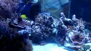 Totally amazing reef tank in europe - www.majesticaquariums.com.au