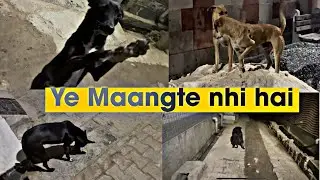 ये माँगते नहीं है / Help street dogs / ​⁠  SHEKHARVL0GS