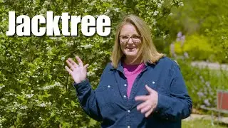 Jacktree