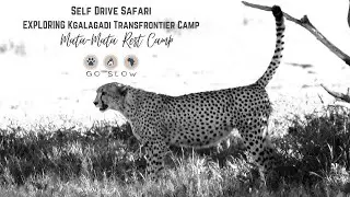 Exploring Africa: Self Drive to Kgalagadi Transfrontier Park, Mata-Mata Rest Camp