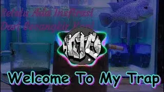 Just Dream's [Trap Nation]