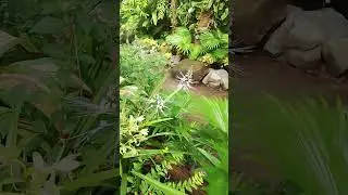 What a beautiful nature Clip 17 #shorts