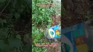 Baby Cobra (Highly Venomous) #youtubeshorts #shortvideo #viral #youtube @BDSNAKEMASTER @Kaumudy