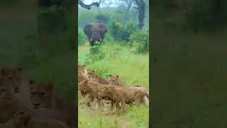 Yanaikku oru Confusion #tamilshorts #funny #funnyanimal #comedy #comedydub Ithu Panriya&hellip; Singamaa?