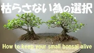 盆栽工房 春嘉 #356 【ニオイカエデの植え替え】小さな盆栽には困難がいっぱい！Reppoting the trees of Premna japonica