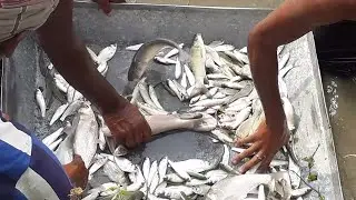 Most Beautiful Cast Net Fishing Video - Best Cast Net Fishing in the   Village