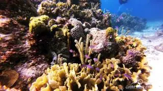 Cozumel Diving: GoPro Silver Edition & Aqualite - powered by camforpro.TV