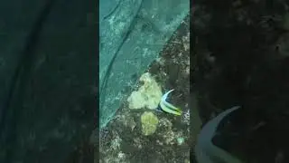 Juvenile Masked Bannerfish Grazing on Shipwreck Growth 🐠🌊✨