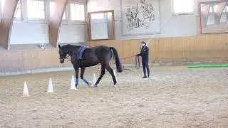 Praxistipp: Longieren mit Pylonen