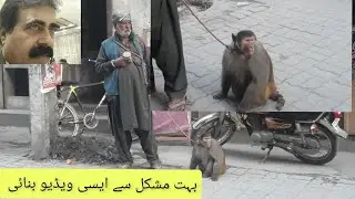سیالکوٹ _ موٹا تازہ بازیگر بندر ۔ بچپن کی یادیں تازہ ۔ GUGGLER WITH HEALTHY MONKEY. vlog_1926