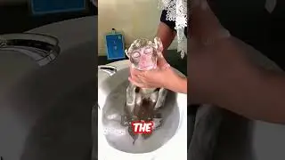 monkey takes a ruff bath 😯 #shorts