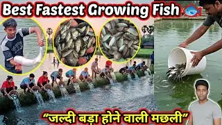 Best Fish for Fast Growth | जल्दी बड़ा होने वाली मछली | Fish Farming Guide In Hindi #fishinfo