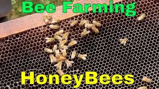 Honey Farming (Apiculture) at Saguna Baug MUMBAI Musafir