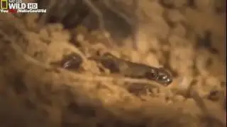 National geographic   Strange Things In the Amazon Forest   BBC wildlife animal documentary