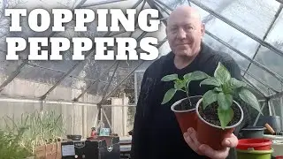 Topping Pepper Plants [Gardening Allotment UK]