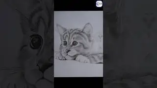 Realistic Cat Drawing 😍 | Cat drawing | Pencil sketch | 