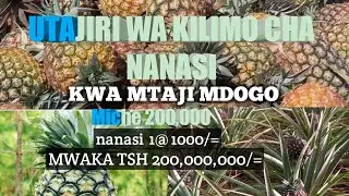 utajiri wa fursa ya kilimo cha nanasi kwa mtaji mdogo na aje farms enterprises na Dk mdashiru noor
