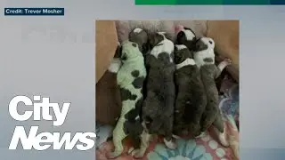 Canadian dog gives birth to green puppy
