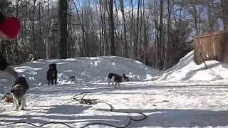 Dog Play Session With New Toys 2/18/15