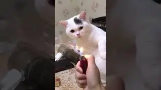 positive animal world | Playing with fire | tik tok #shorts