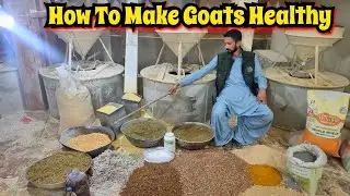 How to Prepare Healthy Goat Diet | Complete Documentary