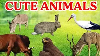 Cute Animals : Dog, Cat, Sheep, Cow, Chicken, Duck, Goat, Pig, Elephant, Tiger, Lion, Buffalo Part 2