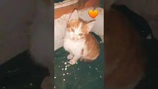 Cute Kitten S3 P6