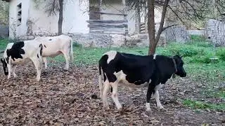 A captivating film about rural and nomadic life &mdash; hope you enjoy it!